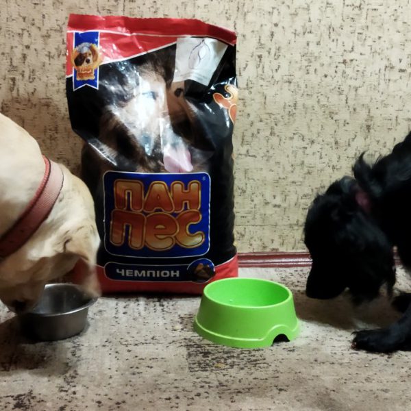 It is also very important to us to also help the animals