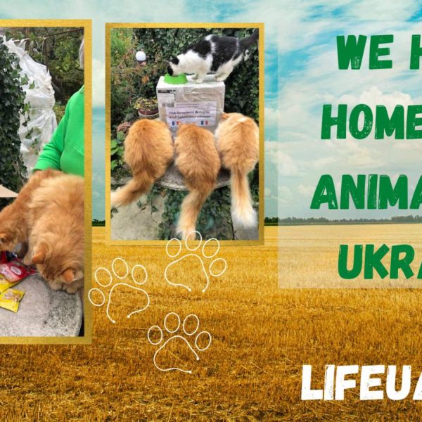 The project LIFEUA.ORG needs your support to help homeless animals in Ukraine