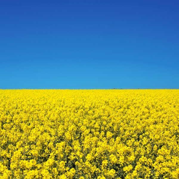 Прапор України: Блакитний – небо, Жовтий – земля і зерно